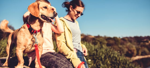 犬には人の言葉を聴きとる力がある