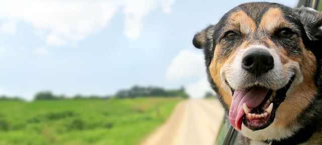 犬も聴覚損失がある！？