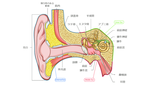 anatomy ear
