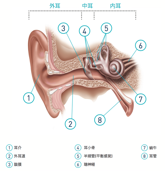 anatomyofhearing