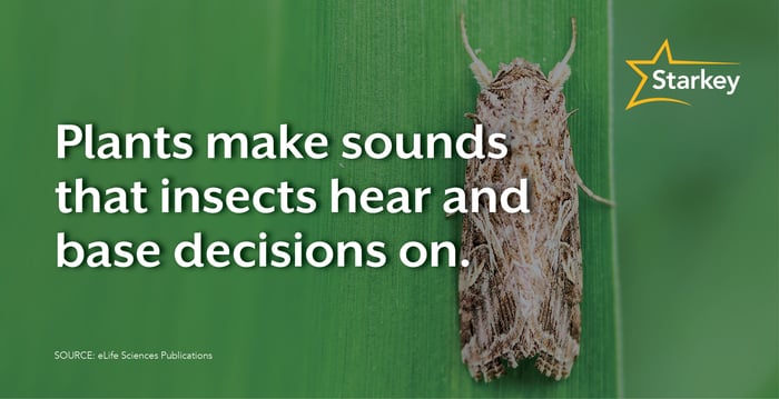 Plants Make Sounds Blog-Header