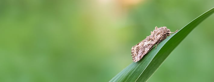 Plants Make Sounds Blog-Inline1